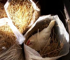Aggie in hay bag