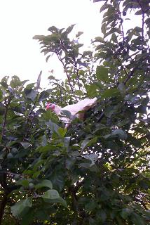 Aggie in plum tree