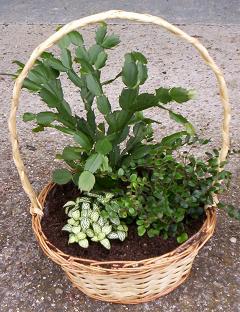 Replanted kitchen basket