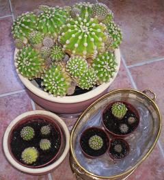 Old & new cacti