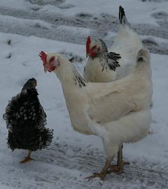 Chicks in the snow