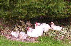 Three chicks under fir