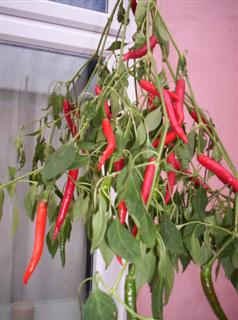 Chilli hanging to dry