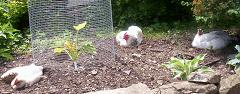 3 courgette sentries