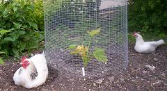 Courgette sentries