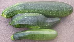 Courgettes 230706