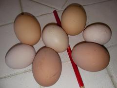 Eggs - 17th/18th March