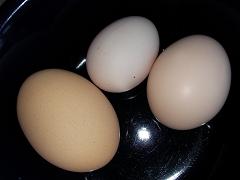 Clover's first egg