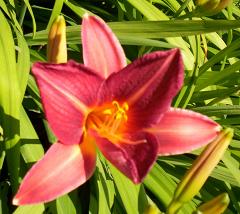 First day lily