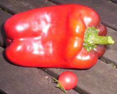 First red pepper