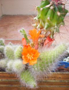 Flowering cactus 220506