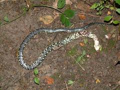 Grass snake (deceased)