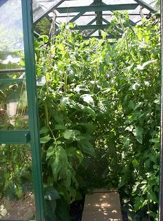 greenhouse jungle 250706