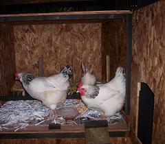 Hens explore new house for the first time