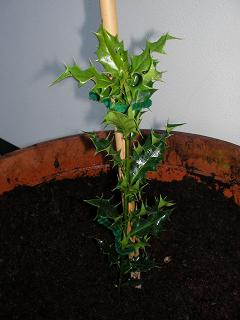 new holly plant 210108