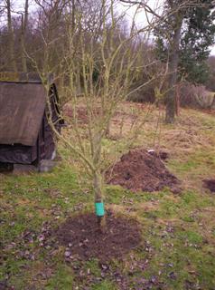 Pear tree with cleared base