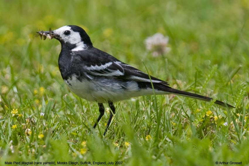pied wagtail