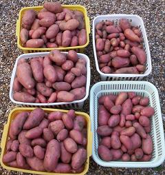 Potatoes 230706