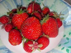 Strawberries 220607
