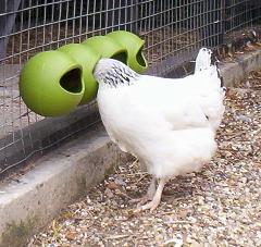 Hungry headless chicken