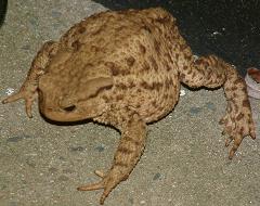 Mr Toad 230706