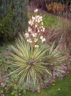 Yucca in flower
